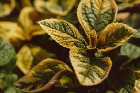 Variegated Green Yellow Leaf Macro Texture Organic Botanical Pattern Natura.. Stock Photos