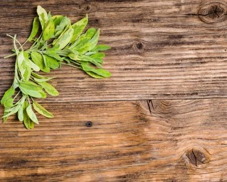 Variegated herb sage on a table Foto stock
