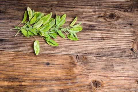 Variegated herb sage on a table Stock-Fotos