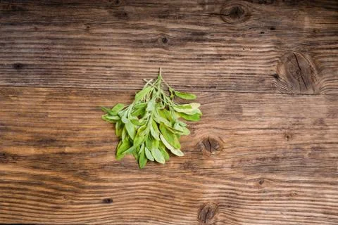 Variegated herb sage on a table 写真素材