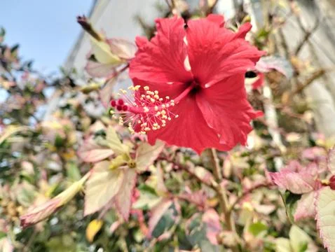 Variegated Hibiscus at Stock Photos