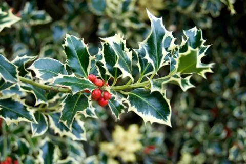 Variegated holly Stock Photos