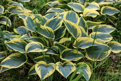 Variegated hosta leaves create a beautiful pattern in a garden setting Stock Photos