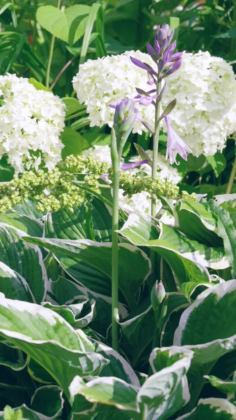 Variegated hosta plants with upright lavender blooms and white hydrangea backdro Stock Footage 341665109