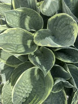 Variegated Hostas Stock Photos