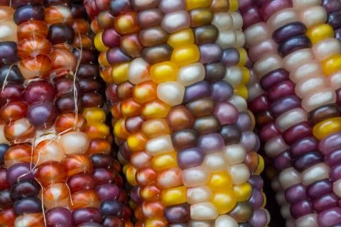 Variegated indian corn Stock Photos