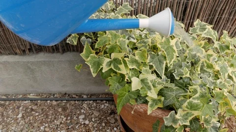 Variegated ivy Stock Footage 108773487