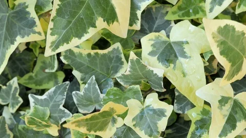 Variegated ivy leaves Stock Footage 109276285