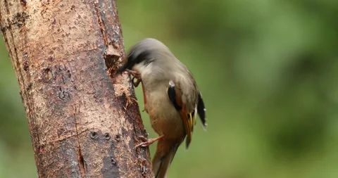Variegated Laughingthrush Closeup Mandal Vídeo Stock 330767423