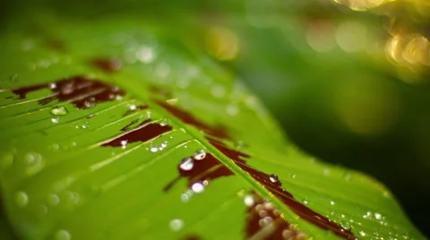 Variegated leaf with dew drops in phuket, thailand Stock-Footage 44731874
