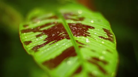 Variegated Leaf with Dew Drops in Thailand Video stock 48337839