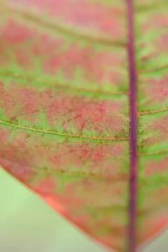 Variegated leaf, extreme close-up Stock Photos
