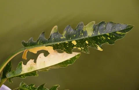 A variegated leaf of Philodendron Ring of Fire, a popular houseplant Stock Photos