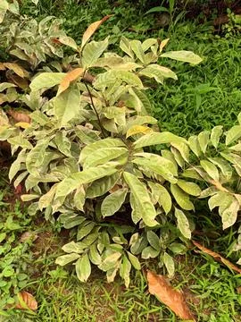 Variegated Leaf Plant Stock Photos