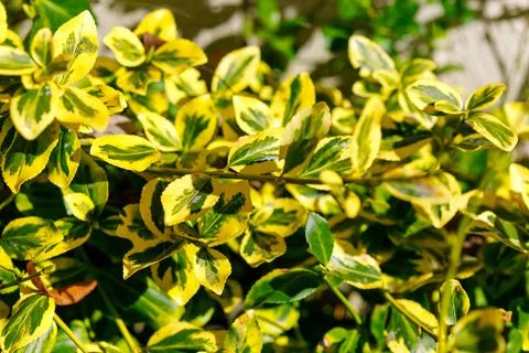 Variegated Leaves of a Shrub Stock Photos