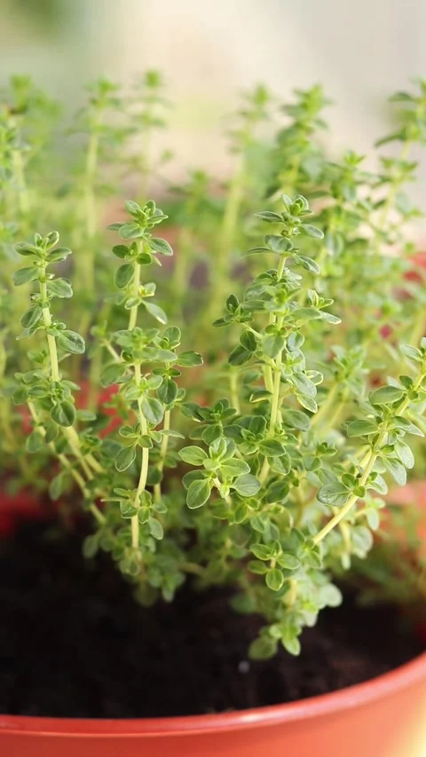 Variegated lemon thyme. Stock Footage 273986070
