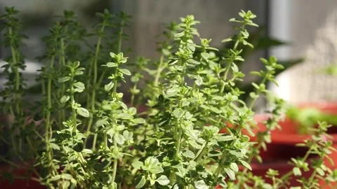Variegated lemon thyme on windowsill. Stock Footage 273986071