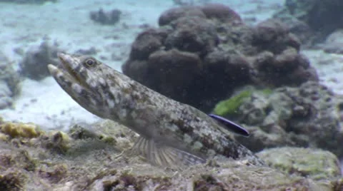 VARIEGATED LIZARDFISH Video stock 10565214