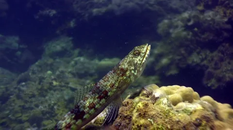 Variegated lizardfish (Synodus variegatus) close up Video stock 6784381