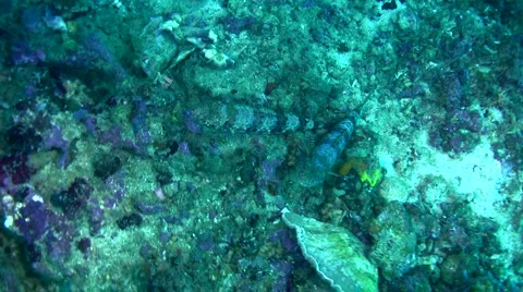 Variegated lizardfish (Synodus variegatus) Stock Footage 6784192