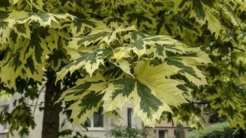 Variegated maple tree leaves with striking green and yellow patterns Stock Photos