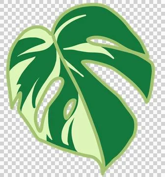 Variegated monstera leaf flat design, green botanical element, rounded heartleaf Stock Illustration
