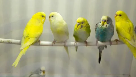 Variegated multi-colored budgerigars 스톡 사진