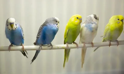 Variegated multi-colored budgerigars Stock-Fotos