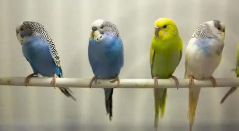 Variegated multi-colored budgerigars Stock Photos