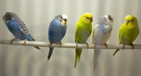Variegated multi-colored budgerigars Stock Photos