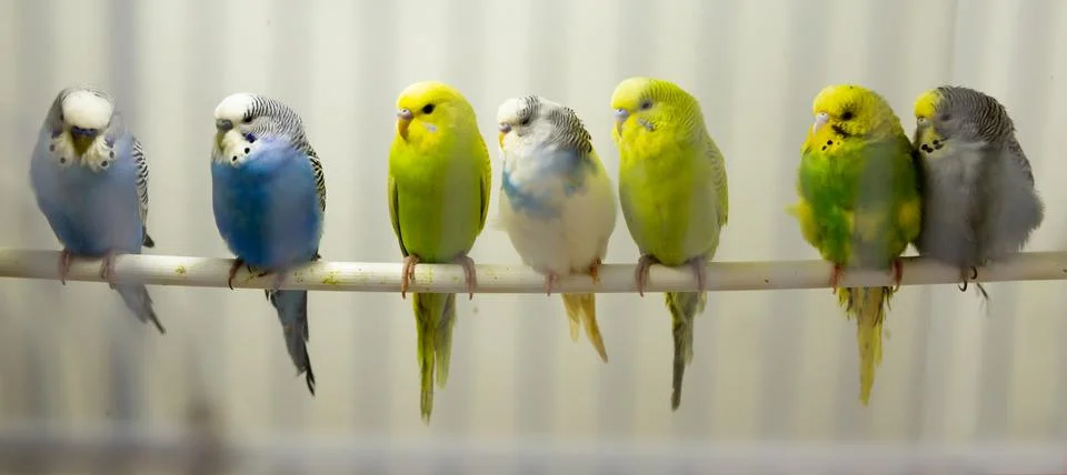 Variegated multi-colored budgerigars Stock Photos