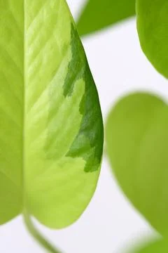 Variegated neon pothos leaf close-up. Epipremnum aureum green foliage Stock Photos