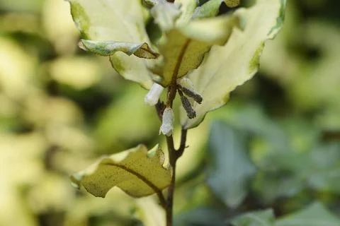 Variegated Oleaster Stock Photos