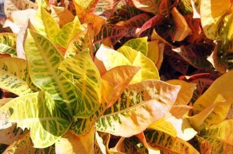 Variegated patterns and colors .. Stock Photos