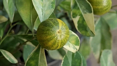 Variegated pink lemon in the garden. Stock Footage 310550786
