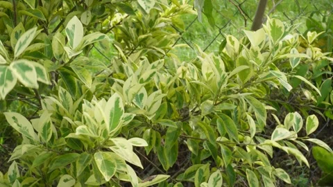 Variegated Plant Stock Footage 340640738