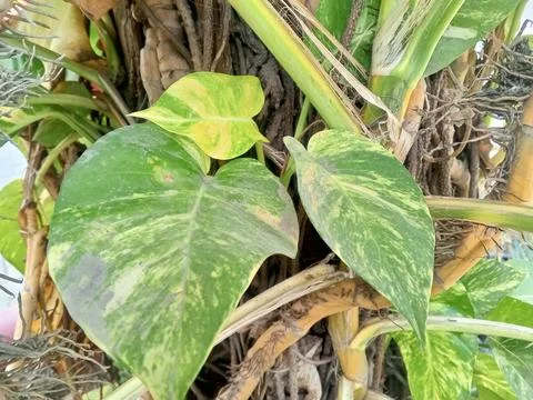 Variegated Pothos Heart Leaf Texture Green Yellow Marble Plant Macro Stock Photos