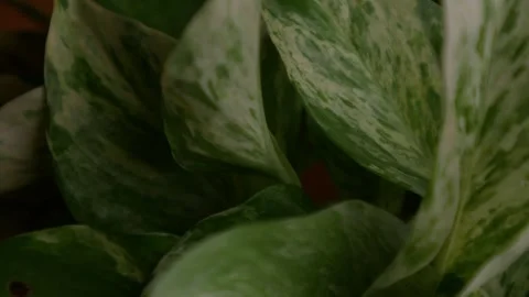 Variegated Pothos Leaf Close Up Showing White and Green Marbled Pattern Stock Footage 343234272