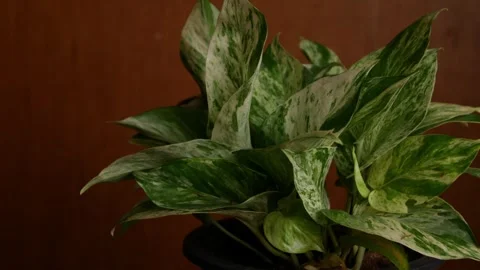 Variegated Pothos Leaf Close Up Showing White and Green Marbled Pattern Stock Footage 343234291