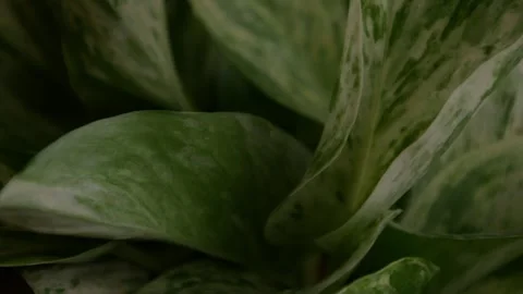 Variegated Pothos Leaf Close Up Showing White and Green Marbled Pattern Stock Footage 345864534