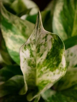 Variegated Pothos Leaf Close Up Showing White and Green Marbled Pattern, Bo.. Stock Photos