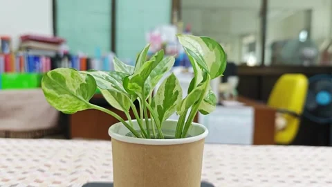 Variegated pothos on office desk. 스톡 동영상 339338759
