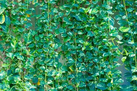 Variegated Pothos Vines on Wall Stock Photos