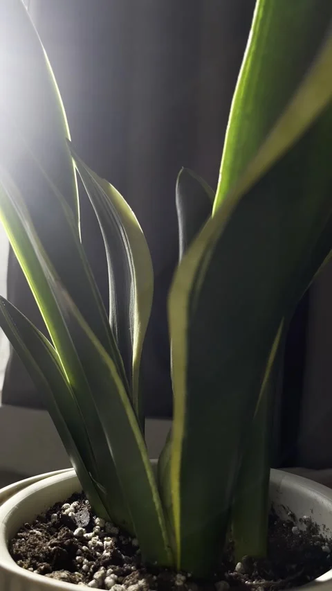 Variegated sansevieria leaf glows under dramatic rim light fostering biophilic w 스톡 동영상 333691062