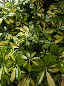 Variegated Schefflera Foliage Pattern Background 스톡 사진