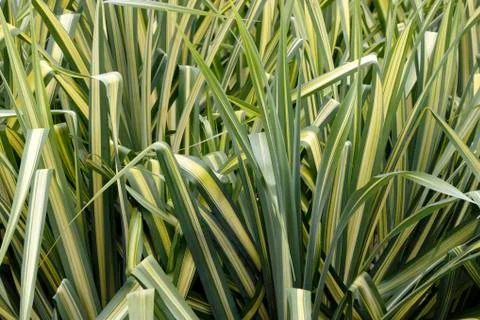 Variegated sedge grass Stock Photos