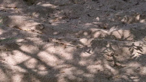 Variegated shadow of thin tree leaves on the sand Stock Footage 260934514
