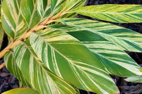 Variegated Shell Ginger plants with white and green color leaves 写真素材