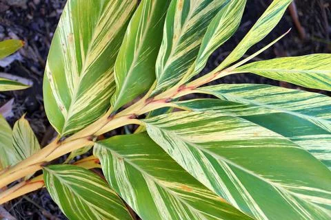 Variegated Shell Ginger tropical plants with white and green color leaves Stock Photos