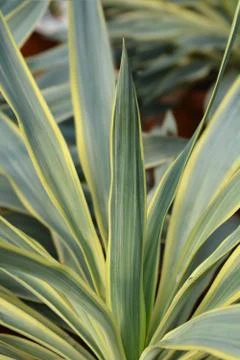 Variegated Spanish dagger Stock Photos